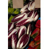 RADICCHIO - TRAVISIO RED  Radiccio