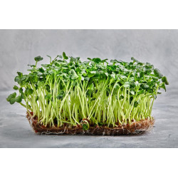 Cress, Curled, Bunyip