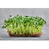 Cress, Curled, Bunyip