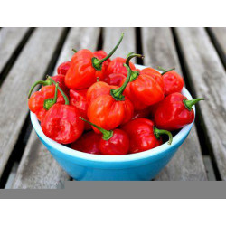 CHILI - HABANERO RED - ORGANIC