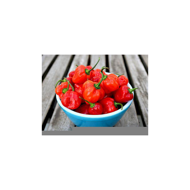 CHILI - HABANERO RED - ORGANIC