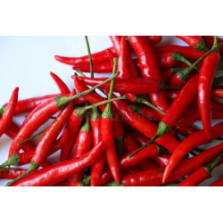 CHILI - THAI HOT