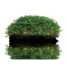 Watercress