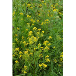 CRESS, LANDCRESS, AMERICAN UPLAND
