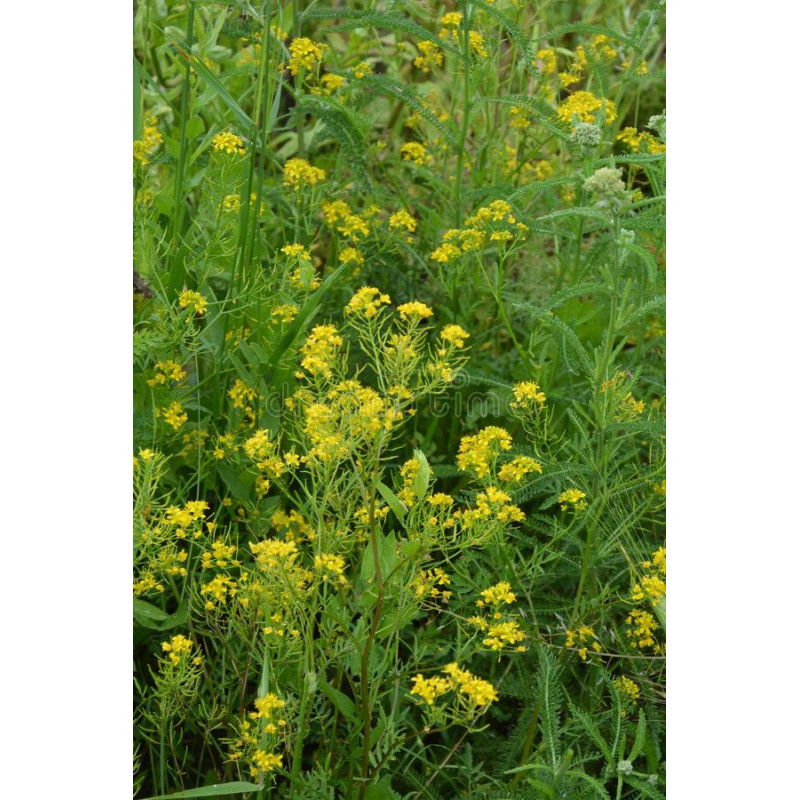 CRESS, LANDCRESS, AMERICAN UPLAND