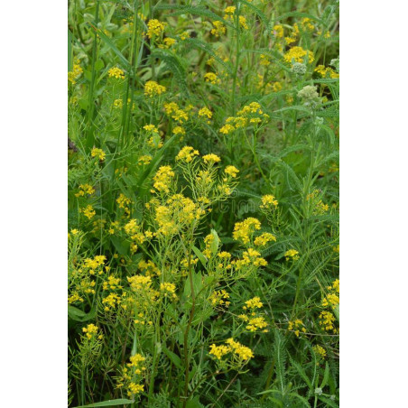 CRESS, LANDCRESS, AMERICAN UPLAND