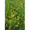 CRESS, LANDCRESS, AMERICAN UPLAND
