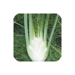 FENNEL - SWEET FLORENCE BULBING