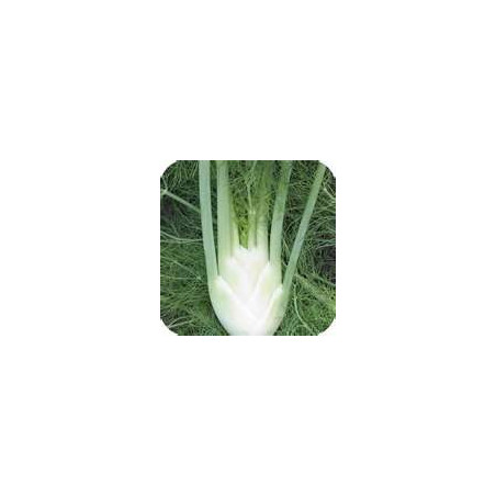 FENNEL - SWEET FLORENCE BULBING