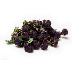 BROCCOLI-PURPLE SPROUTING