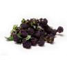 BROCCOLI-PURPLE SPROUTING