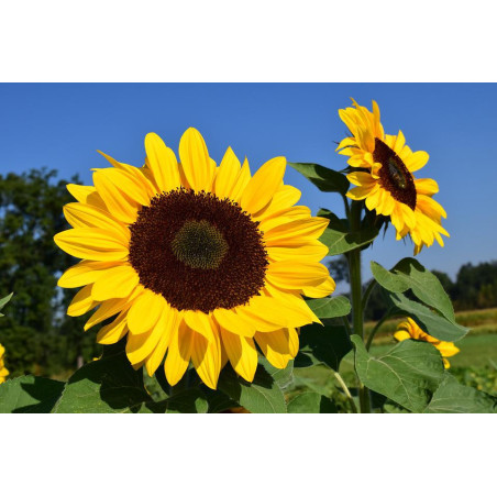 SUNFLOWER-SUNSHINE