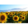 SUNFLOWER-SUNSHINE