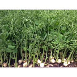 Field Pea