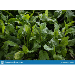 SORREL
