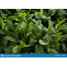 SORREL