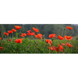 POPPY-RED FLANDERS