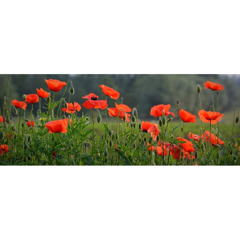 POPPY-RED FLANDERS