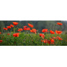POPPY-RED FLANDERS