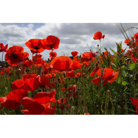 POPPY-RED FLANDERS