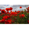 POPPY-RED FLANDERS