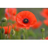 POPPY-RED FLANDERS