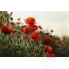 POPPY-RED FLANDERS