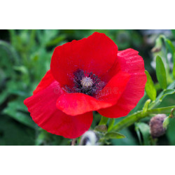 POPPY-RED FLANDERS