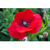 POPPY-RED FLANDERS