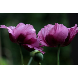 POPPY-PURPLE PASSION