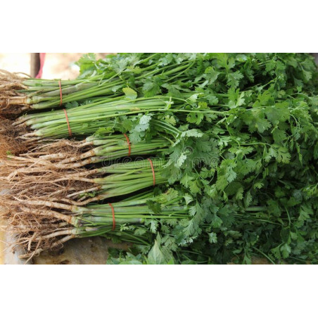 CORIANDER-SLOW BOLT