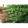 CORIANDER-SLOW BOLT