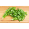 CORIANDER-SLOW BOLT