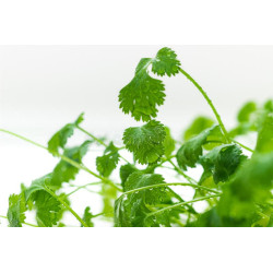 CORIANDER-SLOW BOLT