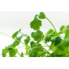 CORIANDER-SLOW BOLT