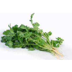 CORIANDER-SLOW BOLT