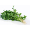 CORIANDER-SLOW BOLT