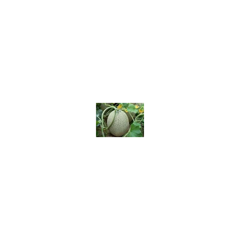 MELON-ROCKMELON-PLANTERS JUMBO