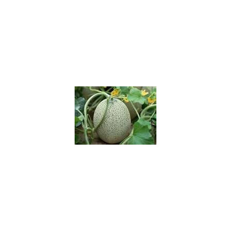 MELON-ROCKMELON-PLANTERS JUMBO