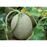 MELON-ROCKMELON-PLANTERS JUMBO