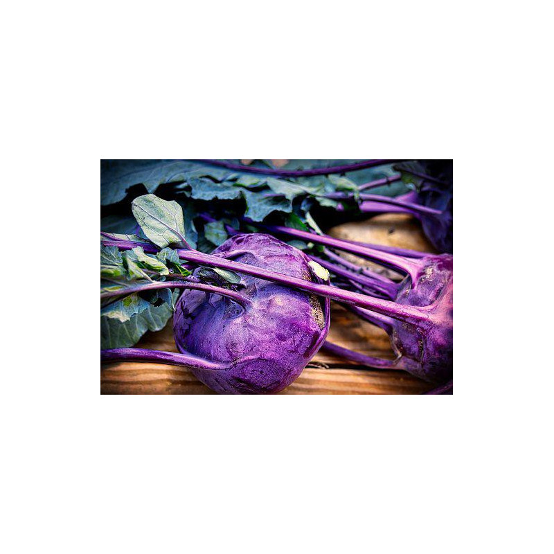 KOHL RABI - PURPLE VIENNA