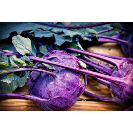 KOHL RABI - PURPLE VIENNA