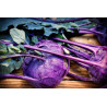 KOHL RABI - PURPLE VIENNA