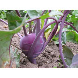 KOHL RABI - PURPLE VIENNA