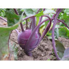 KOHL RABI - PURPLE VIENNA