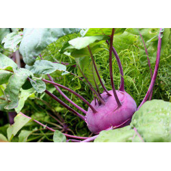 KOHL RABI - PURPLE VIENNA
