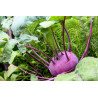 KOHL RABI - PURPLE VIENNA