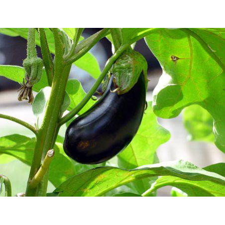 EGGPLANT - BLACK BEAUTY