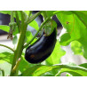 EGGPLANT - BLACK BEAUTY