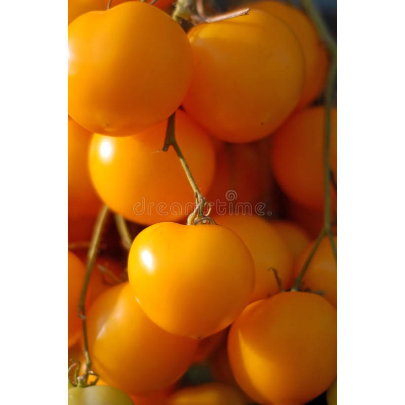 TOMATO - GOLD NUGGET, vine
